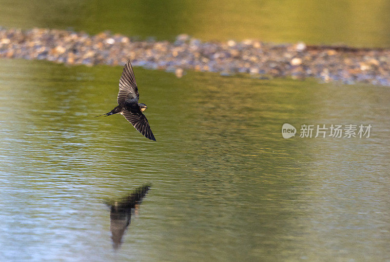 飞barn swallow (Hirundo rustica)